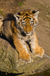 Sibirischer Tiger (Panthera tigris altaica), Tigerbaby