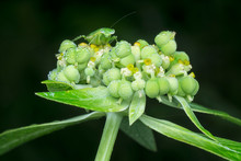 Tiny Asian Ant Mantis On Wild Euphorbia Heterophylla Weed
