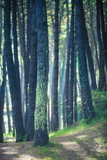 Fototapeta Las - Forest in the Cabarceno nature park. Cantabria. Northern coast of Spain