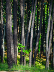 Wall Mural - Forest in the Cabarceno nature park. Cantabria. Northern coast of Spain