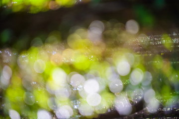 Wall Mural - Scenic background with bokeh. Forest in the Cabarceno nature park. Cantabria. Northern coast of Spain