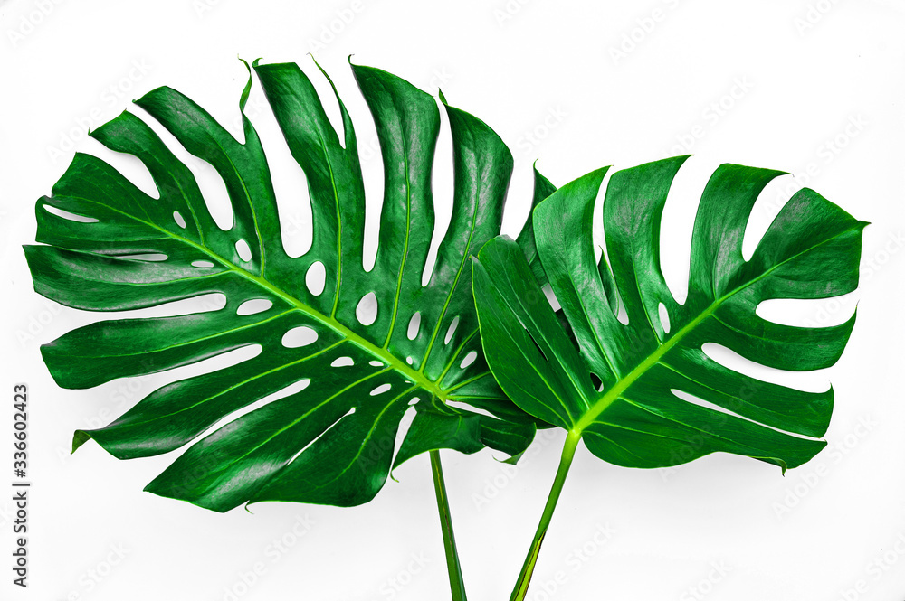 Beautiful Tropical Monstera leaf isolated on white background with clipping path for design elements, Flat lay - obrazy, fototapety, plakaty 