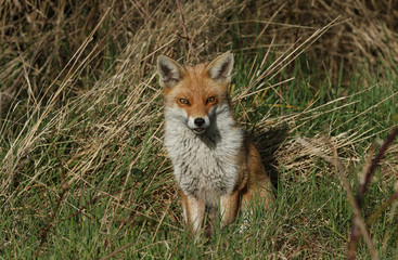 Wall Mural - A pretty female wild Red Fox, Vulpes vulpes, sitting in a field in spring.