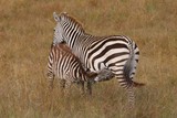 Fototapeta Sawanna -  zebra baby nursing in the bush.