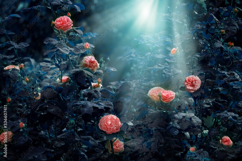 Blooming pink roses flowers in fabulous night mystical garden on ...