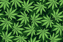 Marijuana Leafs Or Cannabis Leafs Weed