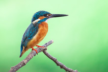 Image Of Common Kingfisher (Alcedo Atthis) Perched On A Branch On Nature Background. Bird. Animals.