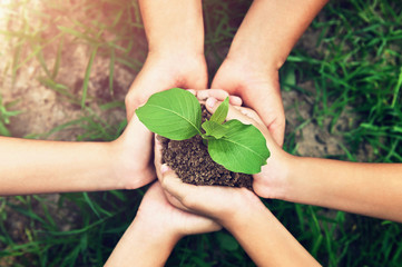 eco environment concept. hand group holding small tree growing on dirt with green grass background