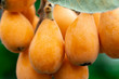 Loquat fruit, named for its shape resembling a lute instrument