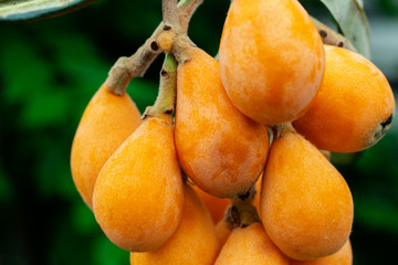 Wall Mural - Loquat fruit, named for its shape resembling a lute instrument