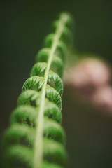  close up greem macro scene with tropic plant opposite green blured background