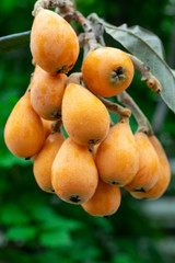 Sticker - Loquat fruit, named for its shape resembling a lute instrument