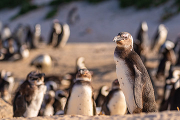 Sticker - Brillenpinguin-Kolonie in Südafrika, Brillenpinguine am Boulder Beach 