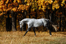 Portrait Of White, Grey Horse Stallion In Autumn In Yellow Leaves. 