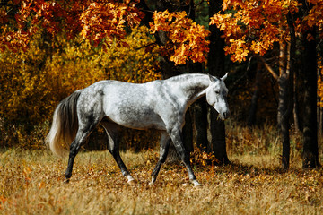 Wall Mural - Portrait of white, grey horse stallion in autumn in yellow leaves. 