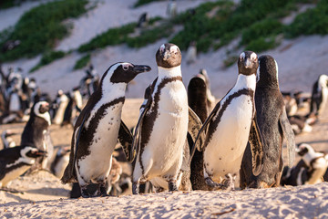 Wall Mural - Brillenpinguin-Kolonie in Südafrika, Brillenpinguine am Boulder Beach