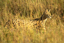 Serval Prowls Through Long Grass In Sunshine