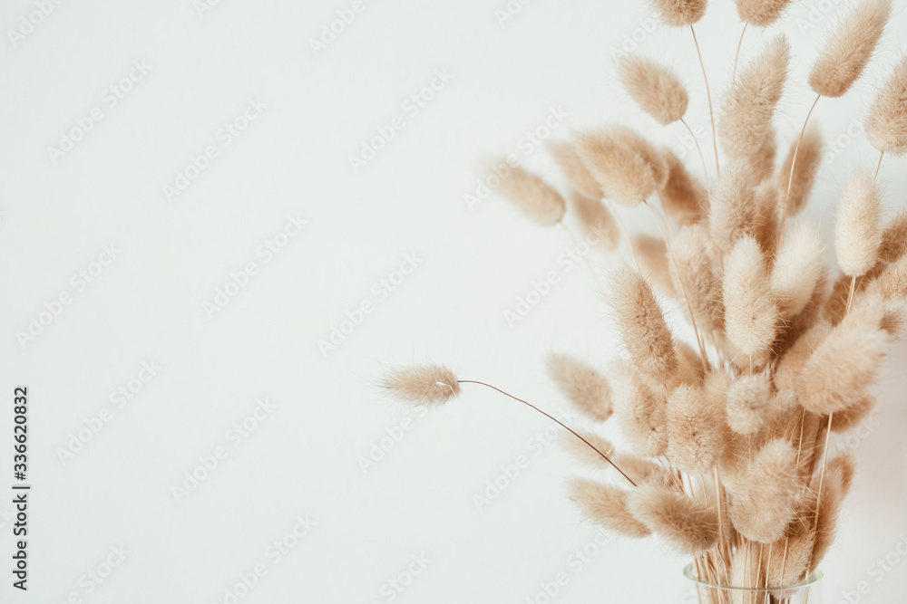 Fluffy tan pom pom plants bouquet in glass vase on white background. - obrazy, fototapety, plakaty 