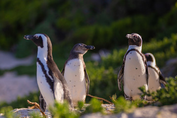 Sticker - Brillenpinguin Kolonie in Südafrika, Brillenpinguine am Boulder Beach