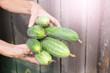 Organic cucumbers, in the hands of women.