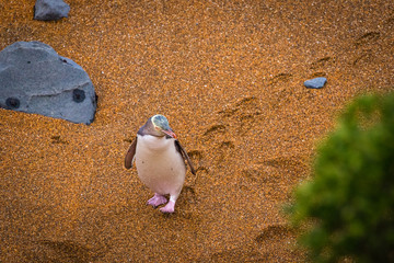 Wall Mural - Gelbaugenpinguin (Megadyptes antipodes) in Neuseeland