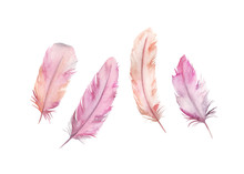 Watercolor Drawing Feather's Set. Isolated Images On White Background. For Decoration, Cards, Invitations, Textile, T-shirts