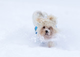 Fototapeta Psy - Havanese dog plays in the snow
