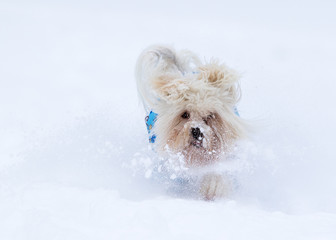 Wall Mural - Havanese dog plays in the snow