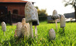 Wyrastające grzyby w trawie