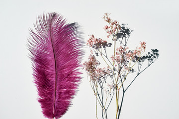 Pink feather and dry flowers on white background.