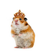 Wall Mural - Timid hamster standing royal crown isolated on a white background.