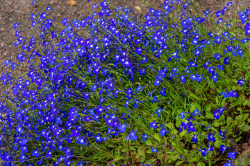 Wall Mural - Luxuriously blooming Lobelia Bush, Lobelia erinus