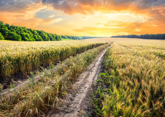 Wall Mural - country road in a field with ears of wheat