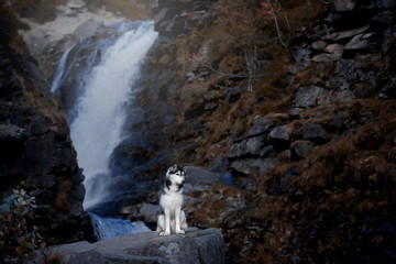 Wall Mural - Beautiful dog in a beautiful gorge near a waterfall. Siberian Husky on a rock at the waterfall