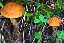 Two Orange Cap Boletus With Clover In The Grass