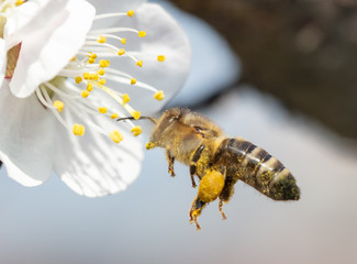 A bee collects honey from a flower