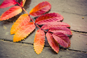 red and yellow rowan tree leaves