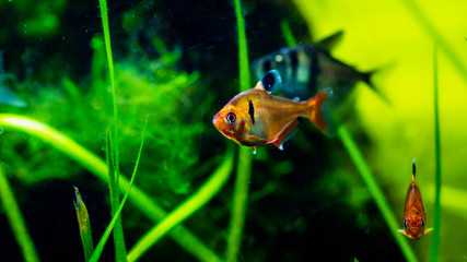 Wall Mural - Redflame tetra fish ( Hyphessobrycon flammeus ) in planted tank setting
