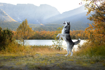 Wall Mural - Beautiful dog in a Beautiful mountain landscape. Siberian Husky on the background of mountains