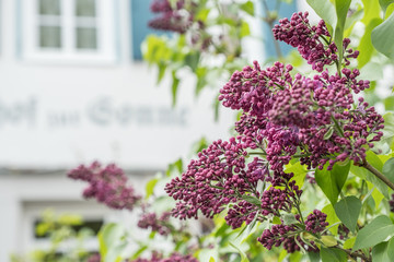 Fliederblüten Magenta vor unscharfem Hintergrund