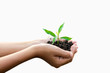 Hands are planting the seedlings into the soil on white background.