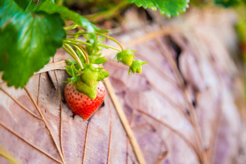 Wall Mural - Red strawberry fresh fruit in field on plant