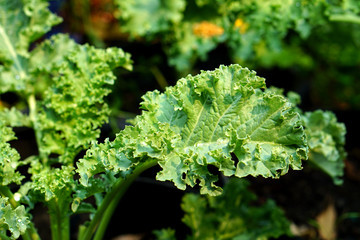 Close up of green curly kale plant in a vegetable garden, Green kale leaves, one of the super foods, beneficial for health lovers. High in antioxidants