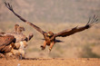 Tawny Eagle Approach
