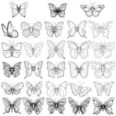 Wall Mural -  isolated, butterfly sketch set, collection