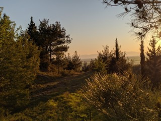 sunset in the forest