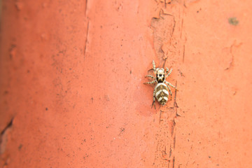 close-up photo of a small white and black spider