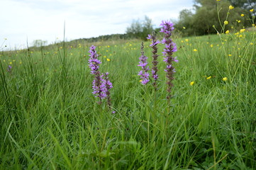 Wall Mural - Closeup lythrum salicaria called as purple loosestrife with tall pink ears on meadow