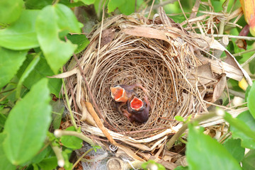 Wall Mural - Baby birds in a nest on a tree branch.