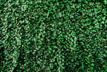 Green wall with green leaves, ecological background, wallpaper.